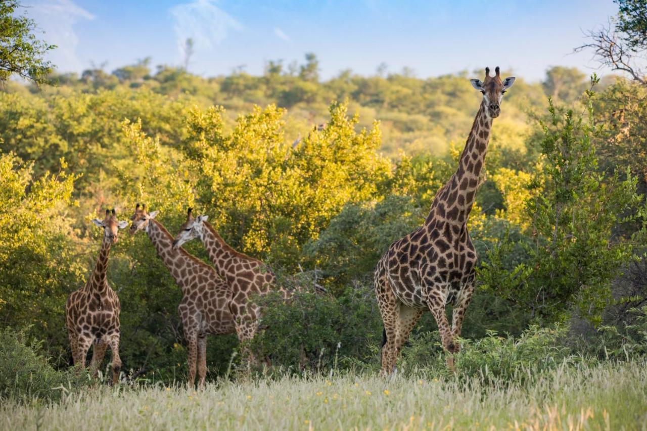 Mountain View Safari Lodge Hoedspruit Exteriör bild